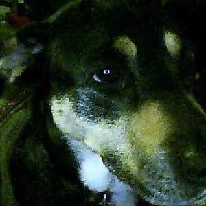 Meet your Posher, Holly